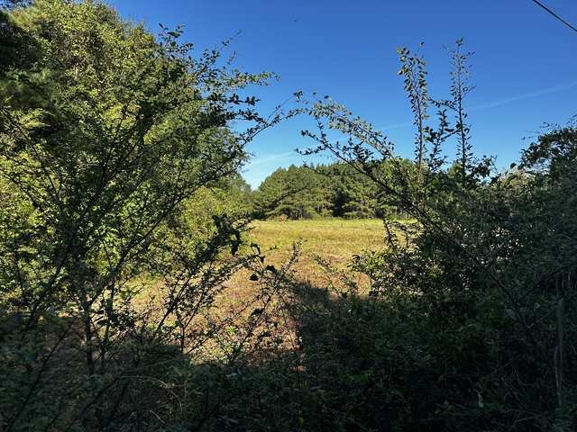 Pasture opening up behind the house